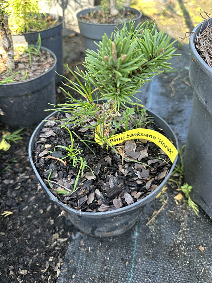 Сосна банкса Хорак