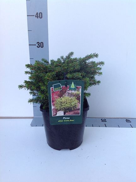 Ель обыкновенная Литтл Гем