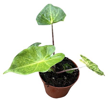Alocasia New Guinea Gold
