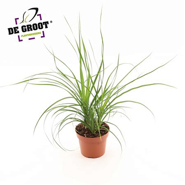 Beaucarne Recurvata Nolina