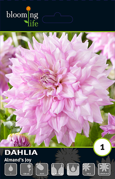 Георгина декоративная Элмандс Джой