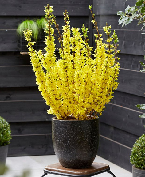 Форзиция промежуточная Миниголд