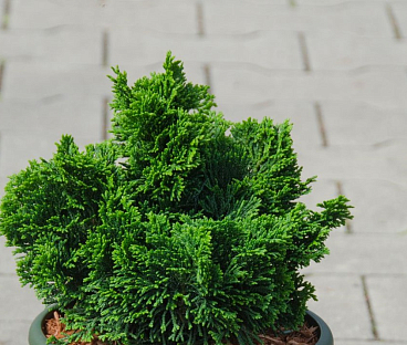 Кипарисовик туполистный Нана Грацилис