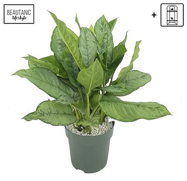 Aglaonema Freedman