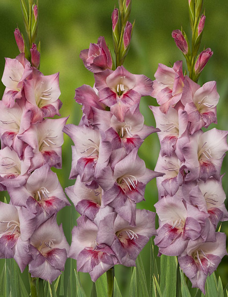 Гладиолус крупноцветковый Алиса Смоки