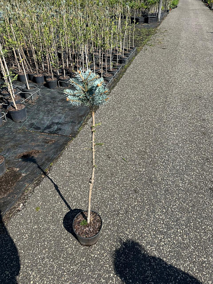 Ель колючая Глаука Глобоза штамб 80