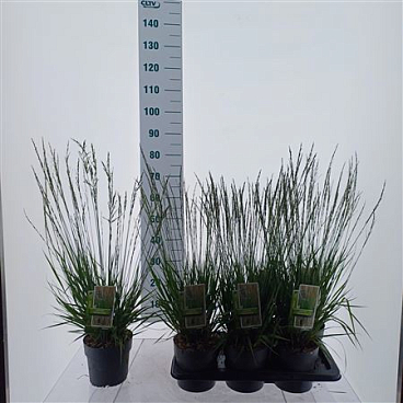 Molinia Caerulea Heidezwerg