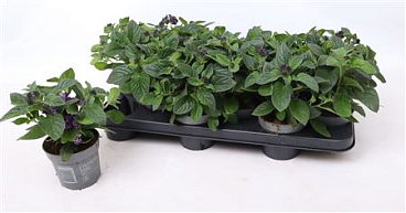 Heliotropium Scentropia Blue