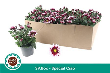 Chrys Special Ciao In Sv.box
