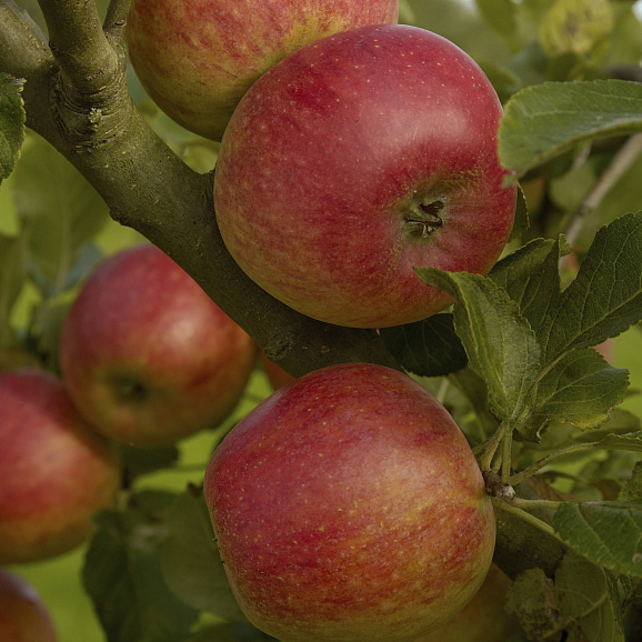 Яблоня домашняя Жигулевское