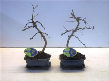 Bonsai Pseudolarix Amabilis , With Drip