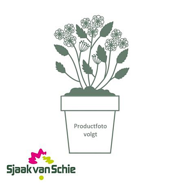 Hydrangea Pan Greenlight