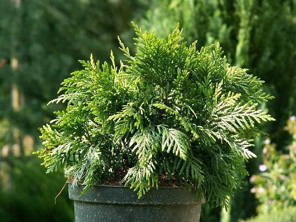 Туя западная Грюн Кугель