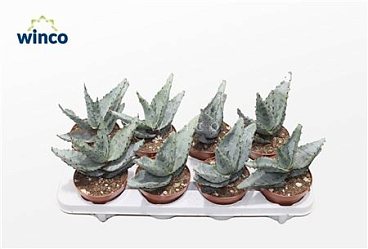 Aloe Reitzii (group)