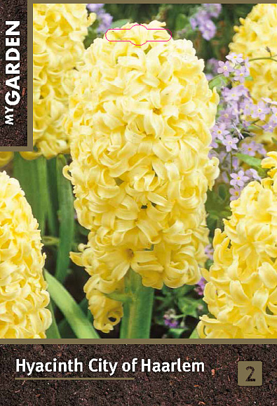 Гиацинт садовый Сити Оф Харлем