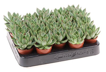 Echeveria Red Point