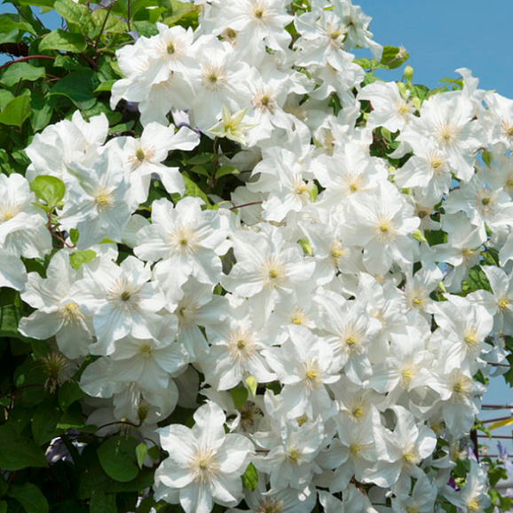 Клематис гибридный Сноу Сторм