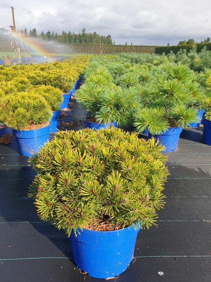 Сосна горная Карстенс Винтер Голд