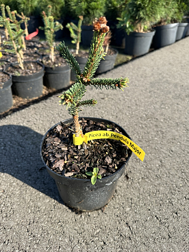 Ель обыкновенная Пендула Мэйджор