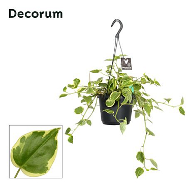 Peperomia Scandens Variegata