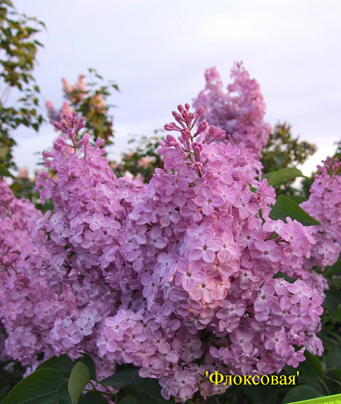Сирень обыкновенная Флоксовая
