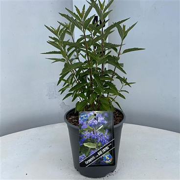 Caryopteris Cland Blue Empire