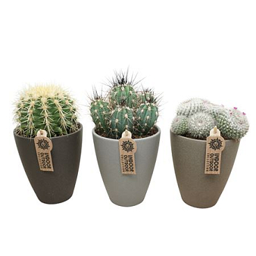 Cactus Mix Stone Vase