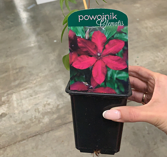 Клематис Микс красный