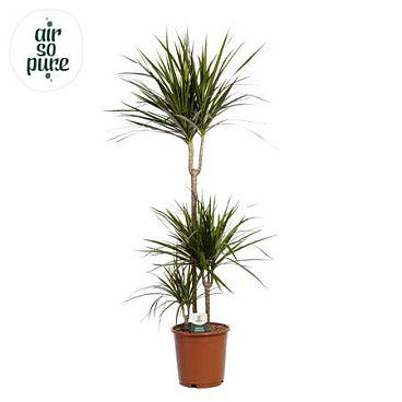 Dracaena Marginata P24, 60+30+10