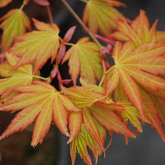 Клен веерный Оранж Дрим в тубе