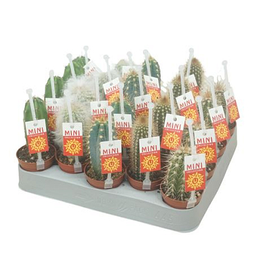 Cactus Mix Op Rij 5,5 Cm Met Picker+etiket