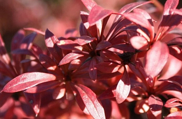 Барбарис тунберга Ред Дрим