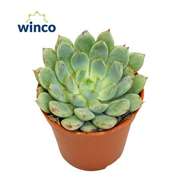 Echeveria Fabiola Blue