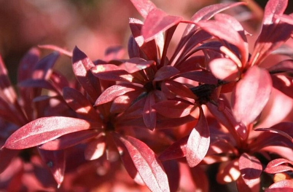 Барбарис тунберга Ред Дрим