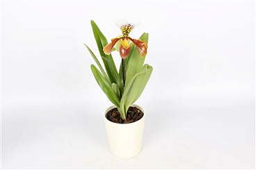 Paphiopedilum 1st Usa Mix White Ceramic