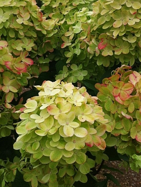 Гортензия метельчатая Граффити