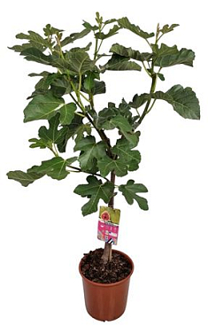 Ficus Carica On Stem Green Fruits