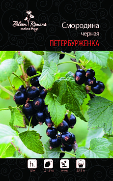 Смородина черная Петербурженка | Оптовая цветочная компания «Флора Групп» Смородина черная Петербурженка