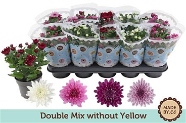 Chrys Double Mix Without Yellow