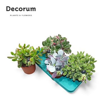 Succulent Mix (4spc.) (decorum) +steker