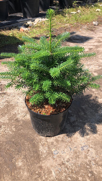 Пихта корейская