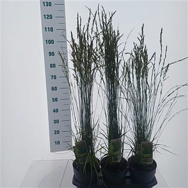 Molinia Caerulea Torch