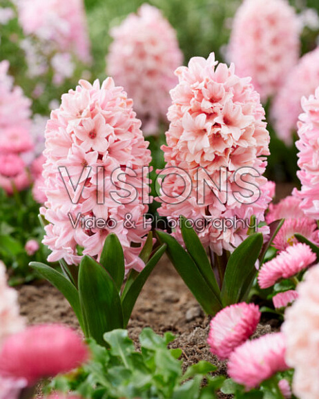 Гиацинт садовый Эприкот Пейшн