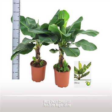 Musa Dwarf Cavendish
