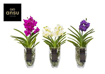 Vanda Charlotte Colour Mix