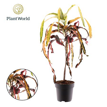 Codiaeum Dreadlock
