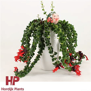 Aeschynanthus In White Ceramic