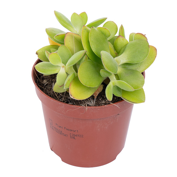 Крассула Манимейкер