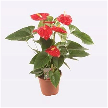 Anth. Mauii Red P17