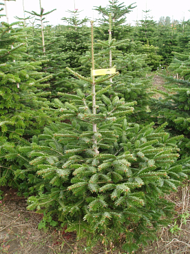 Пихта нордманская Стандарт срезанная